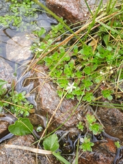 Micranthes stellaris