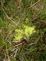 Pinguicula leptoceras