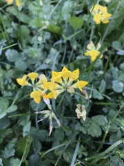 Lotus corniculatus