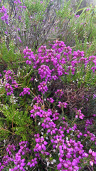Erica cinerea