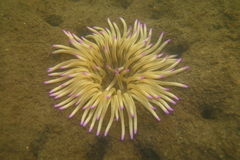 Condylactis aurantiaca