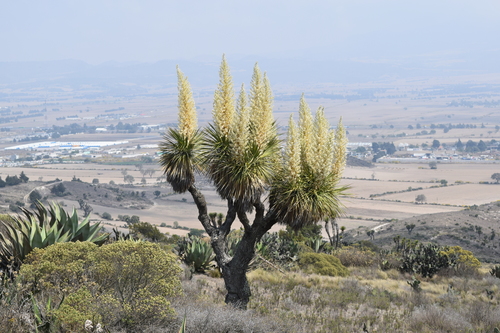 Nolina parviflora