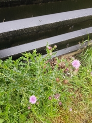 Cirsium arvense