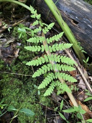 Thelypteris palustris pubescens
