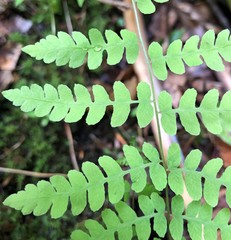 Thelypteris palustris pubescens