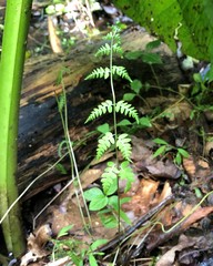 Thelypteris palustris pubescens