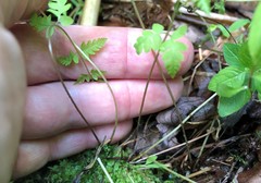 Thelypteris palustris pubescens