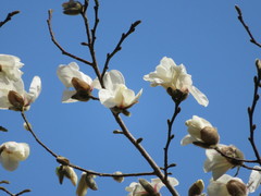 Magnolia denudata