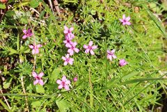 Silene acaulis exscapa