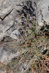 Limonium cancellatum