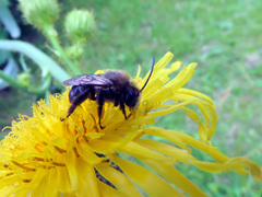 Melissodes desponsus