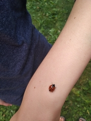 Coccinella septempunctata