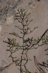 Limonium cancellatum