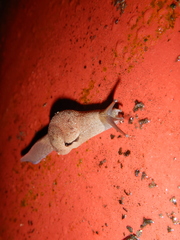 Fastosarion comerfordae
