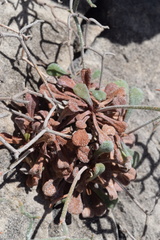 Limonium cancellatum
