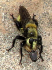Laphria insignis