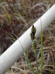 Carex stylosa