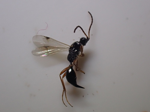 Exallonyx pallidistigma