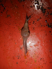 Fastosarion comerfordae