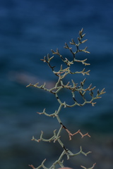 Limonium cancellatum