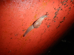 Fastosarion comerfordae