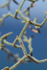 Limonium cancellatum