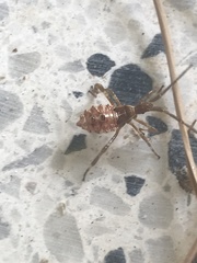 Leptoglossus occidentalis