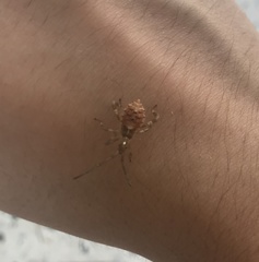 Leptoglossus occidentalis