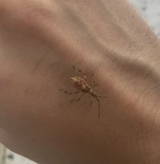 Leptoglossus occidentalis