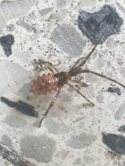 Leptoglossus occidentalis