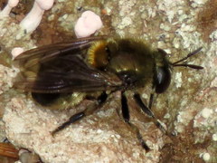 Microdon manitobensis