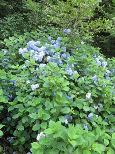 Velelisna Hortenzija (Hydrangea macrophylla)