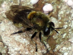 Microdon manitobensis