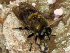 Microdon manitobensis