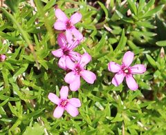 Silene acaulis exscapa