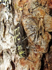 Xylotrechus integer