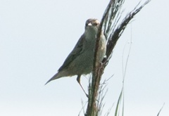 Acrocephalus schoenobaenus