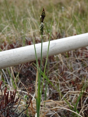Carex stylosa