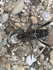 Neoclytus mucronatus