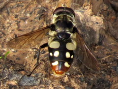 Sericomyia lata
