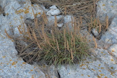 Plantago subulata