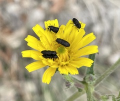 Anthaxia quadripunctata