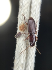 Stenomorphus