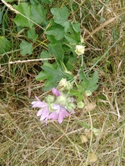 Malva thuringiaca