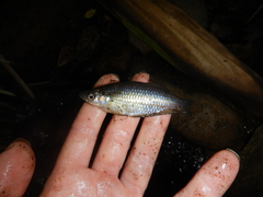 Melanotaenia splendida splendida