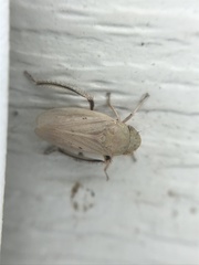 Negosiana dualis