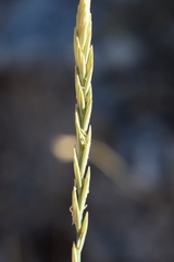 Elymus pungens