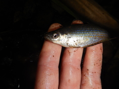 Melanotaenia splendida splendida