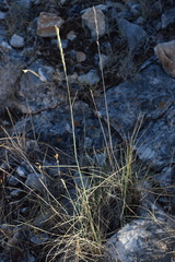 Elymus pungens