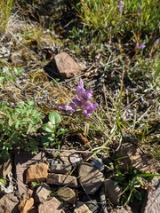 Gentianella propinqua